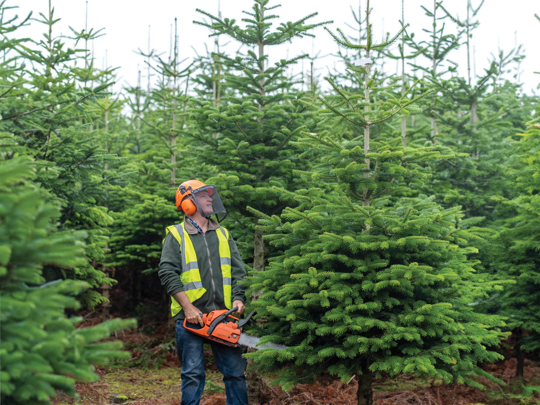 Christmas Trees & Wreaths