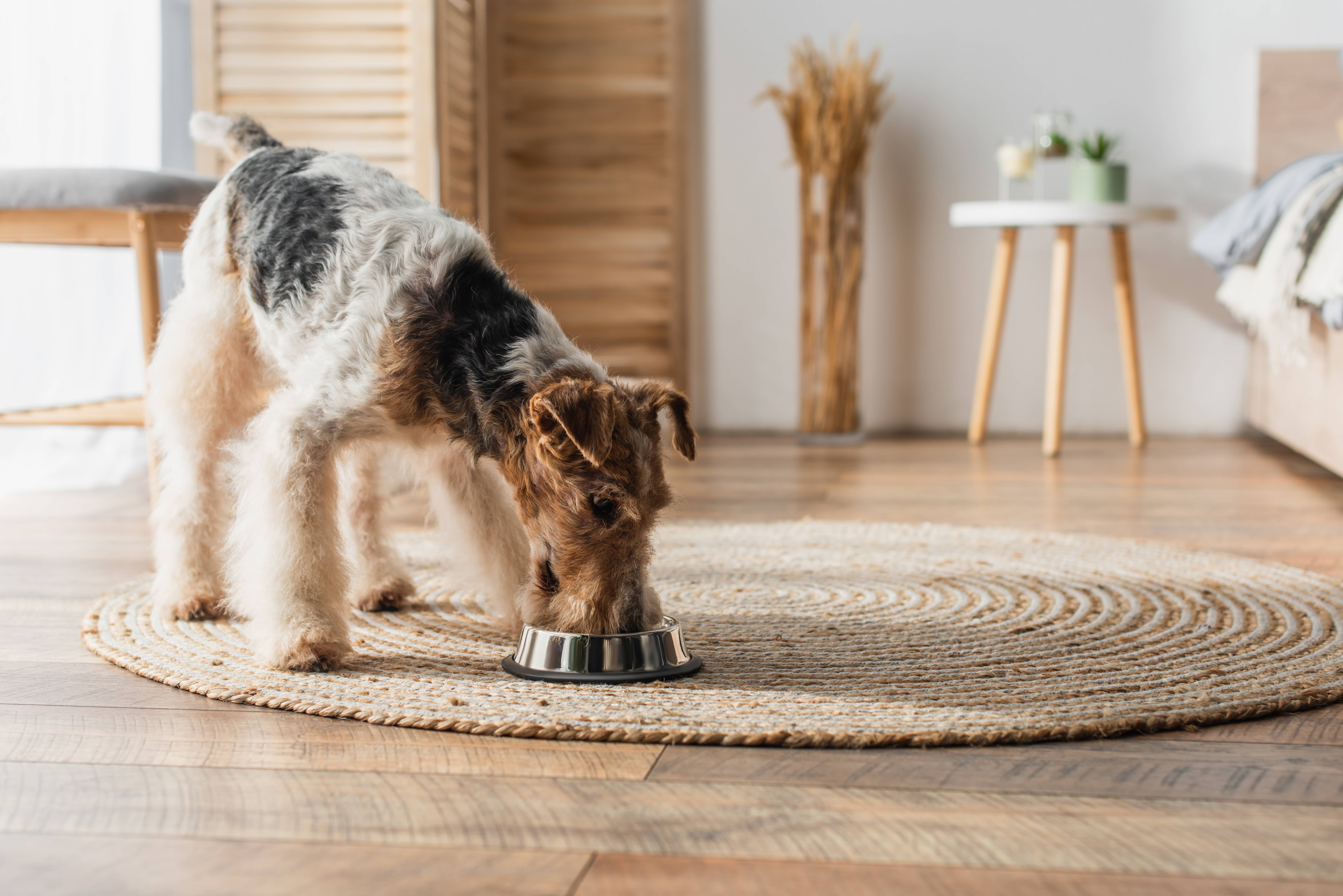 Welsh terrier dog eating from a bowl on a round rug in a bedroom.