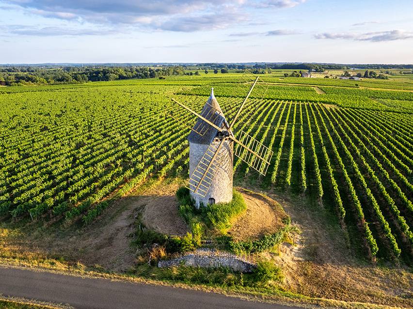 Windmill surrounded by green vineyards under a blue sky.