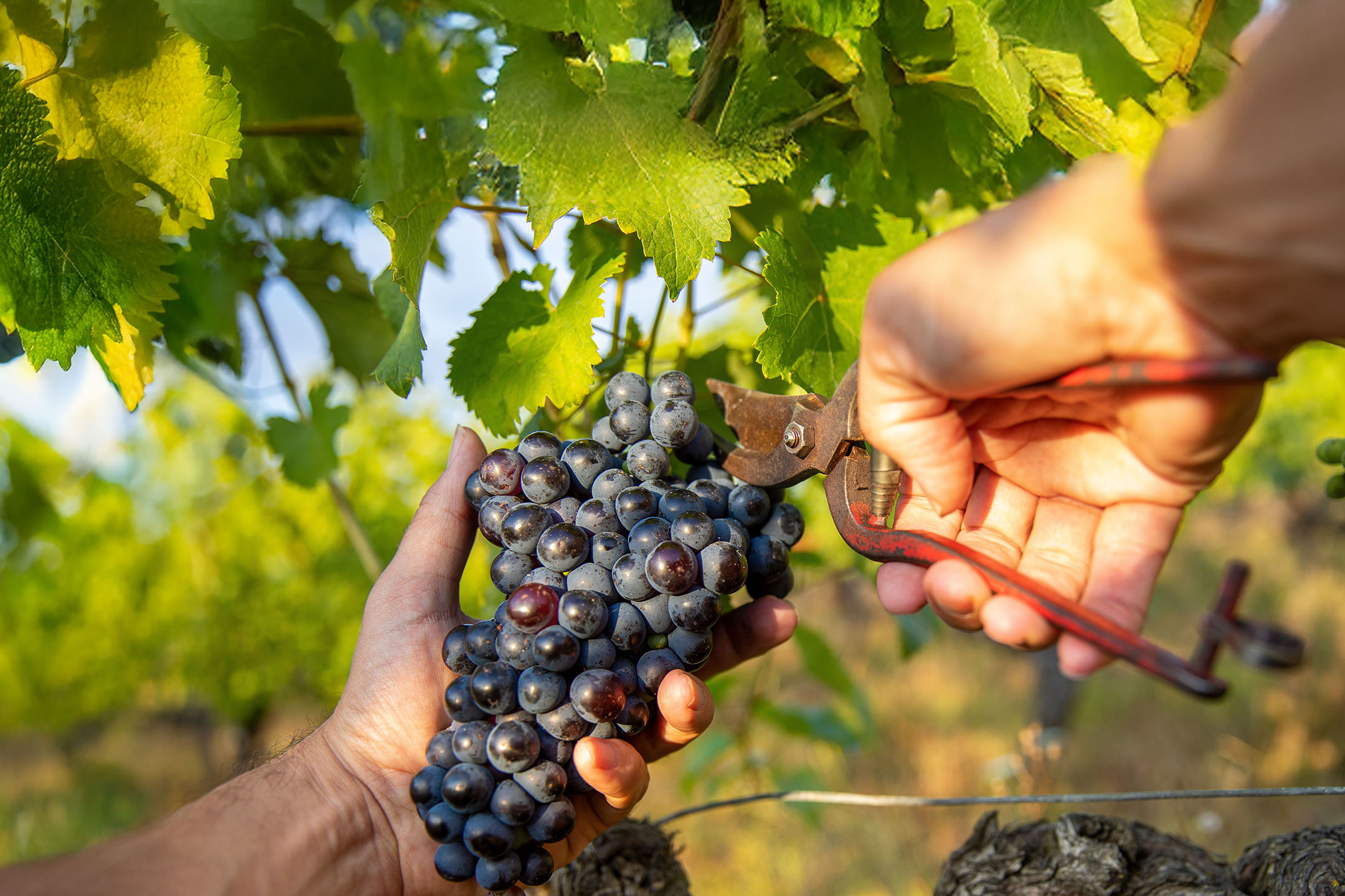Hands harvesting dark grapes from a vine with pruning shears.