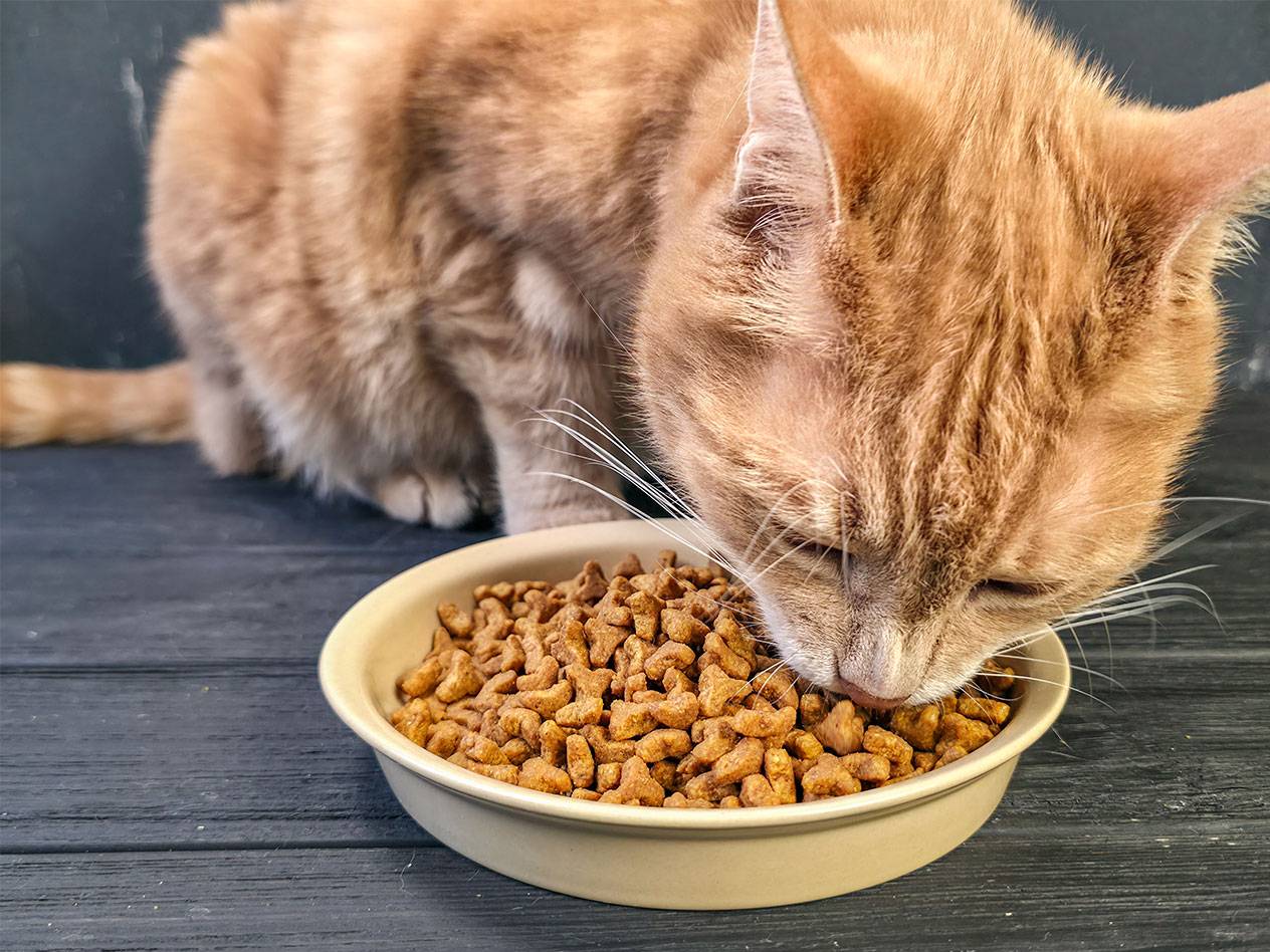 Ginger cat eating dry food from a bowl.