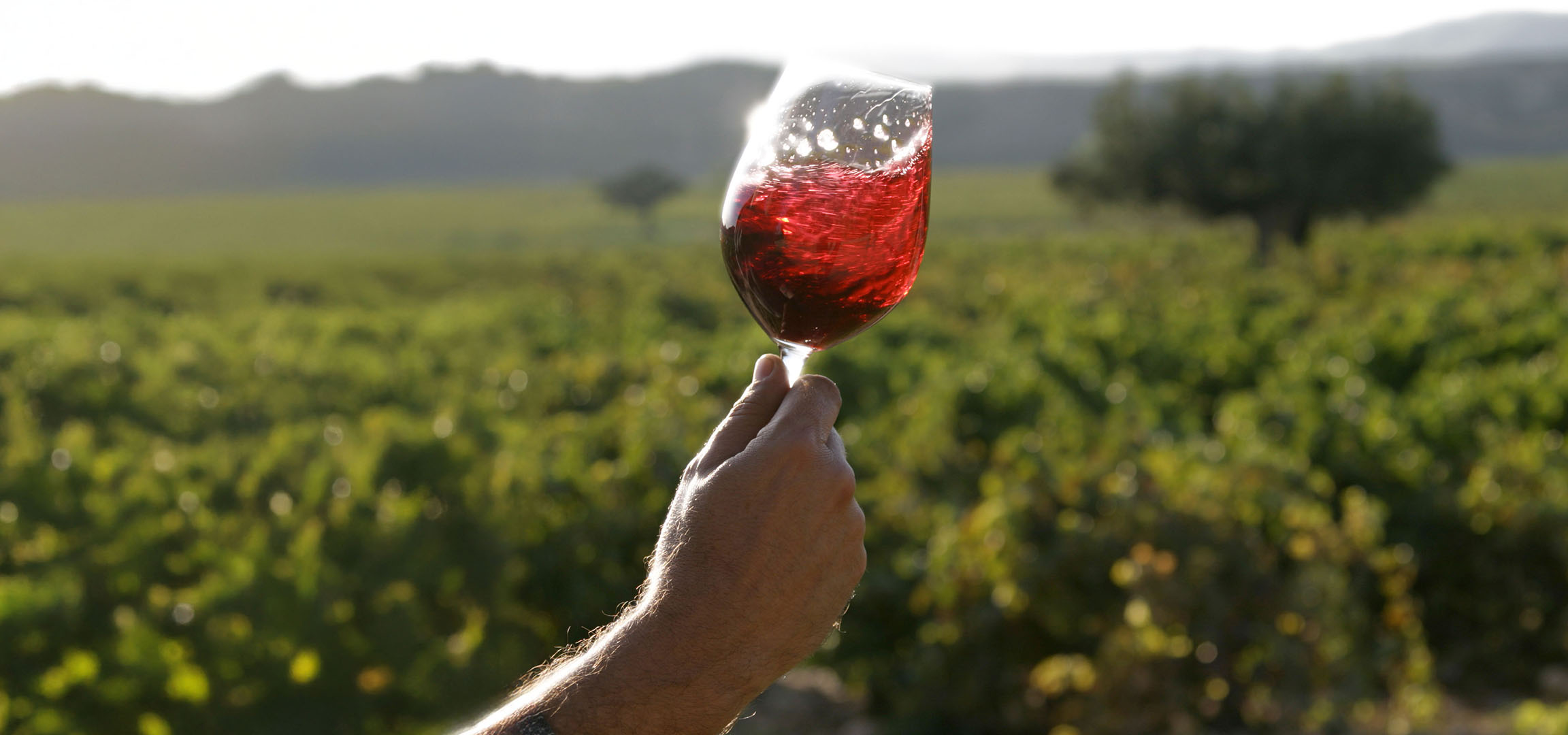 Rotwein im Glas über einem Weinberg