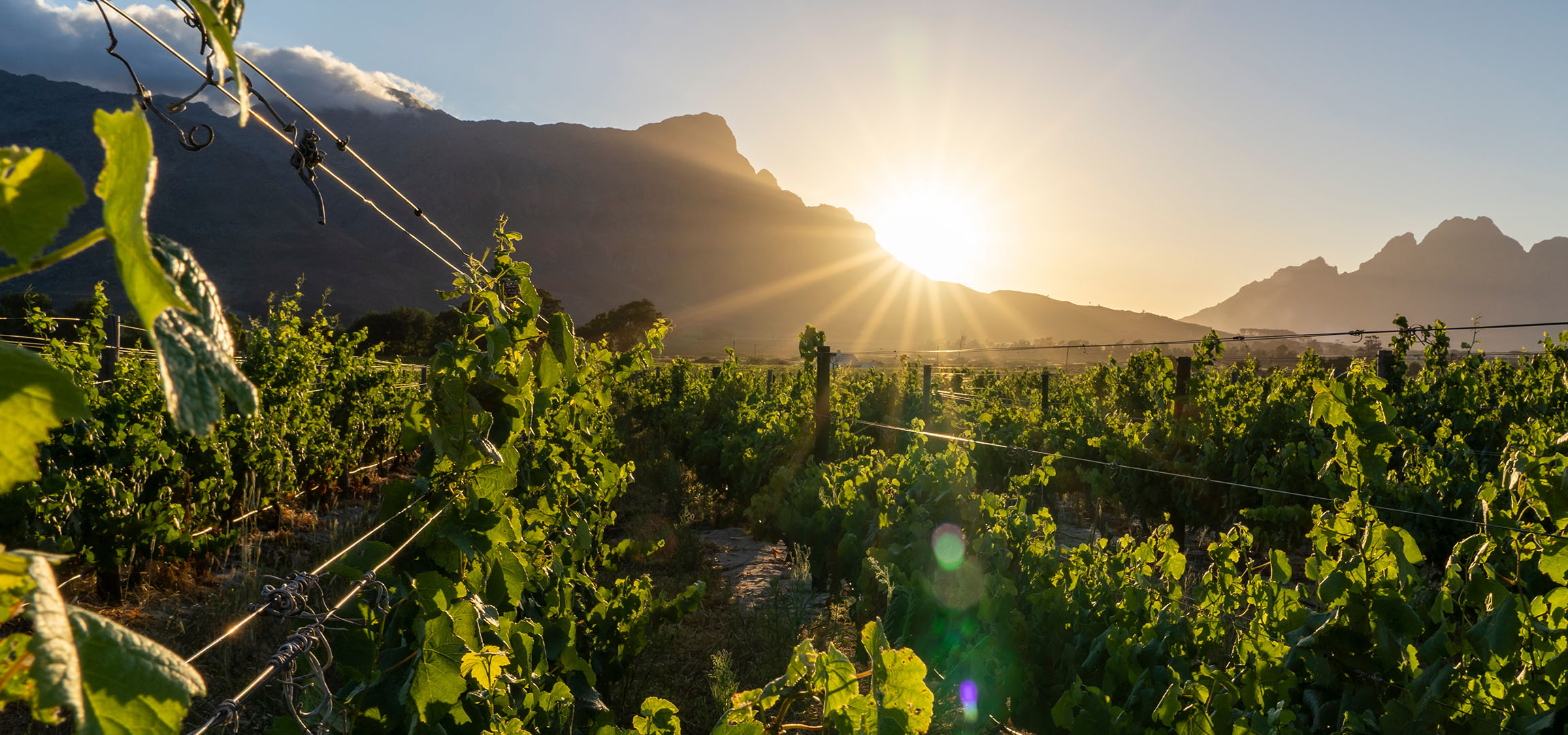 Vineyard at sunset with mountains in the background, sun rays shining through.