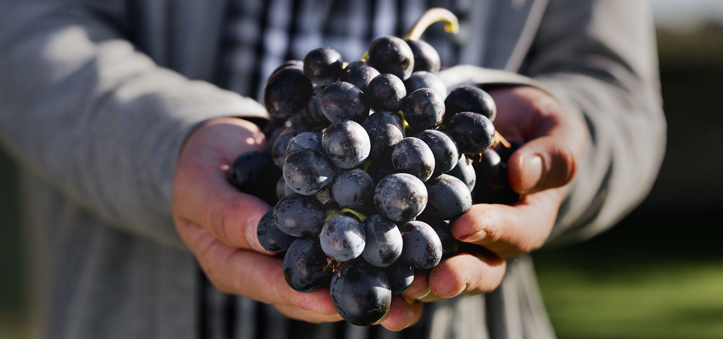 Hands holding a bunch of fresh dark grapes