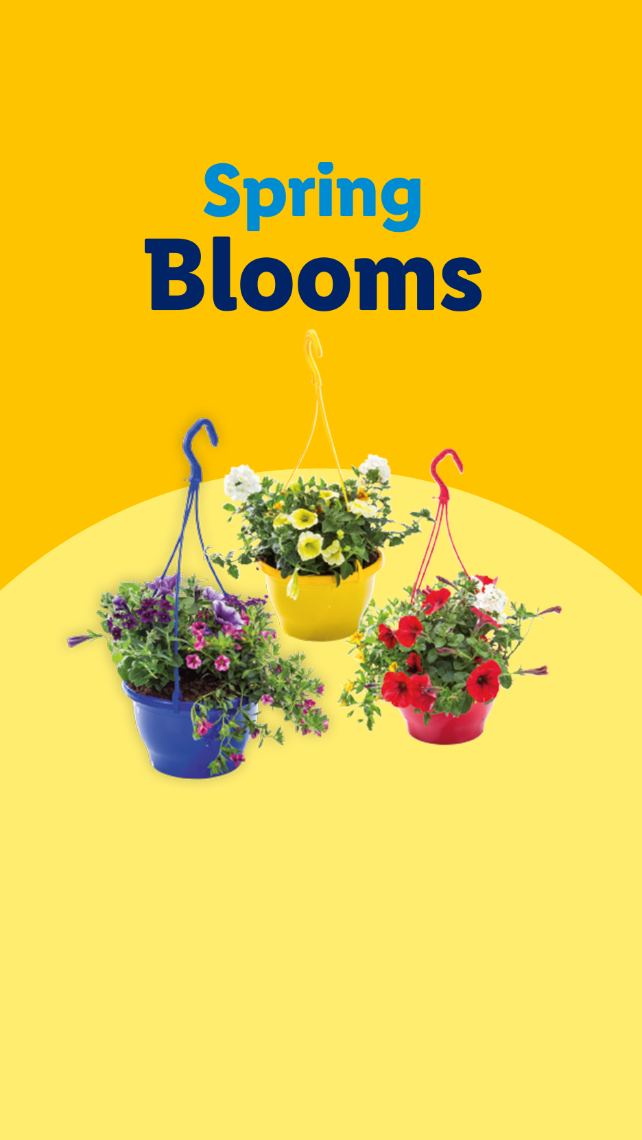 Three colorful hanging baskets with blooming flowers, with 'Spring Blooms' text above.