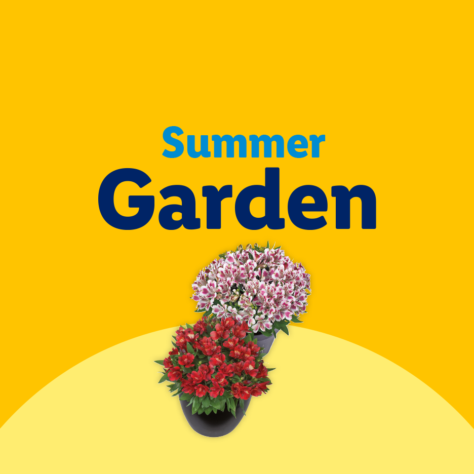 Summer Garden: Two potted flowering plants, one red and one pink and white, on a yellow background.