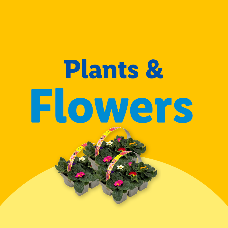 Plants & Flowers with three trays of colorful flowering plants on a yellow background.