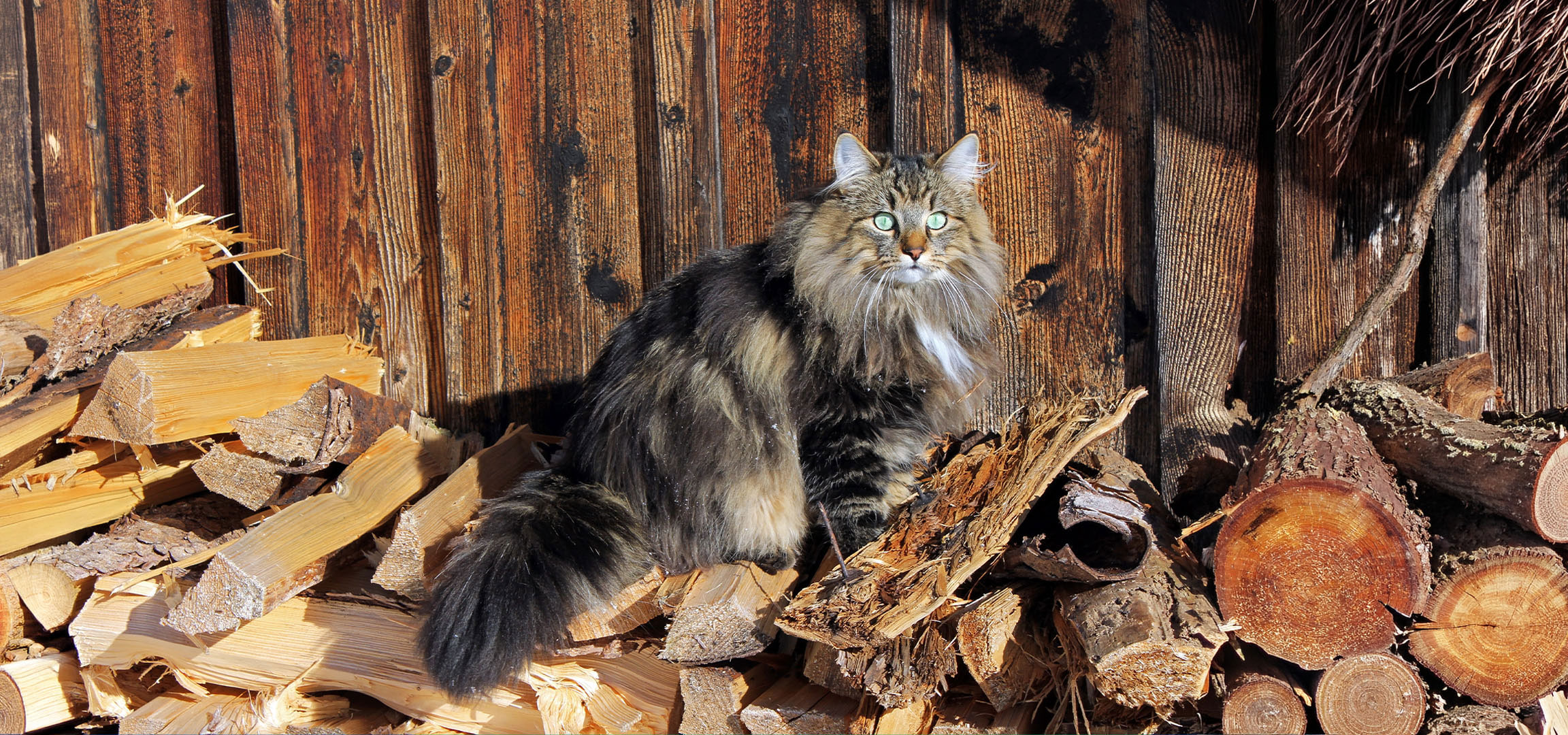 aiLabeling.aiLabelForImageAltText: Fluffy cat with green eyes sitting on a pile of firewood against a wooden wall.