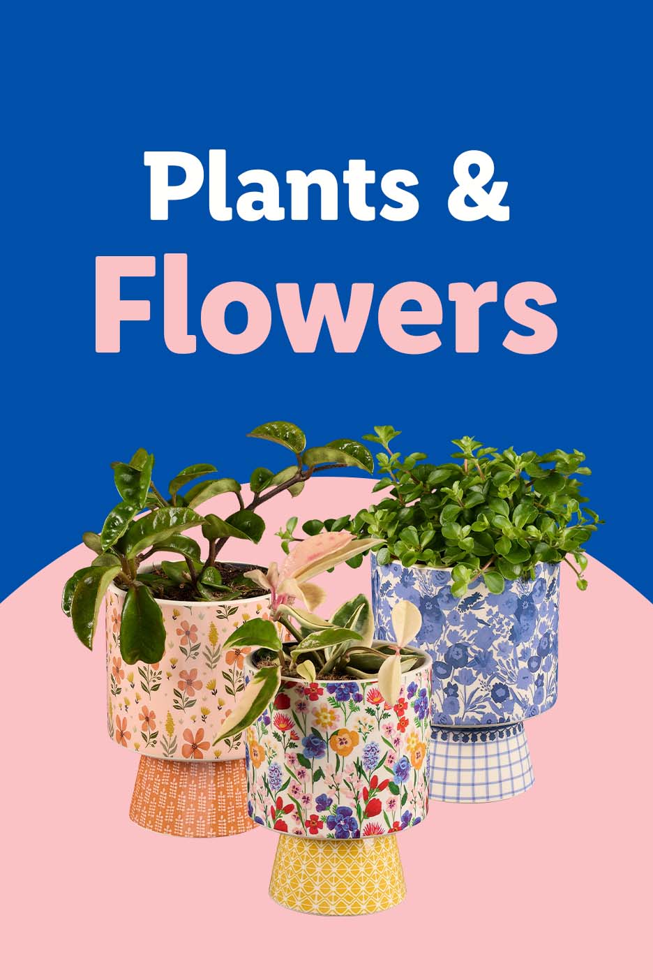 Plants & Flowers: Three potted plants in colorful floral and patterned pots.