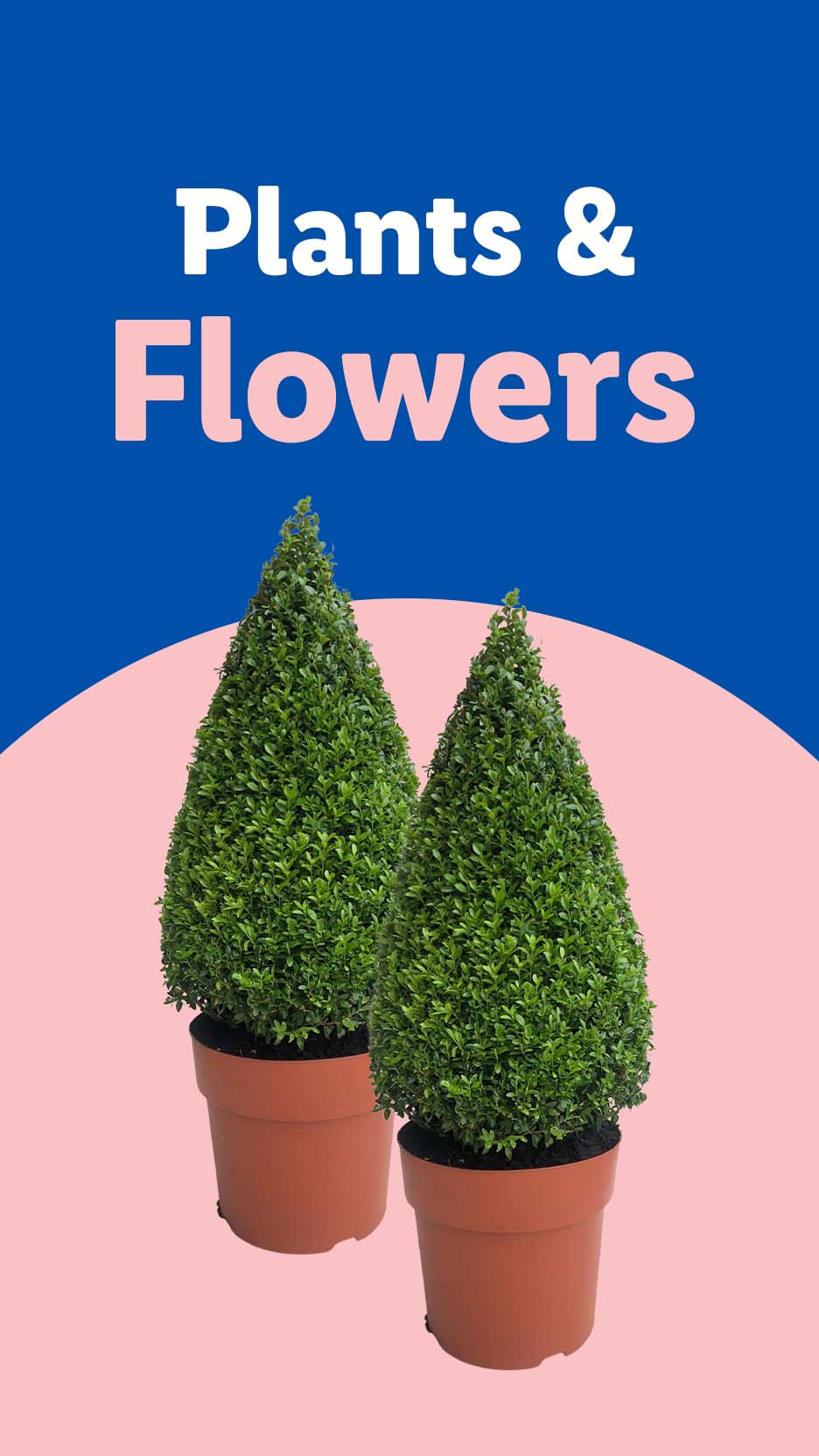 Two potted topiary plants with text 'Plants & Flowers' on a blue and pink background.