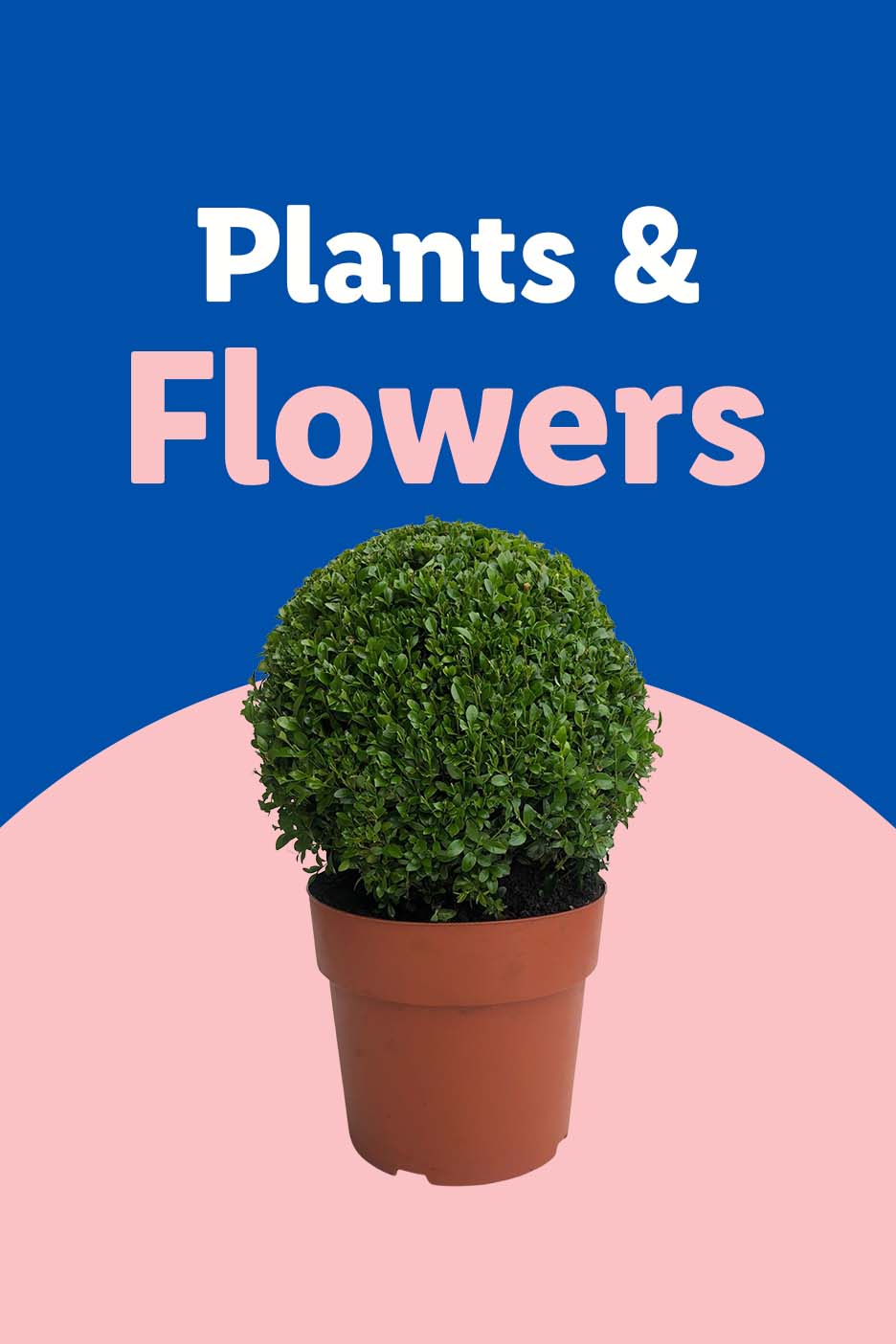 A potted green plant with text 'Plants & Flowers' on a blue and pink background.
