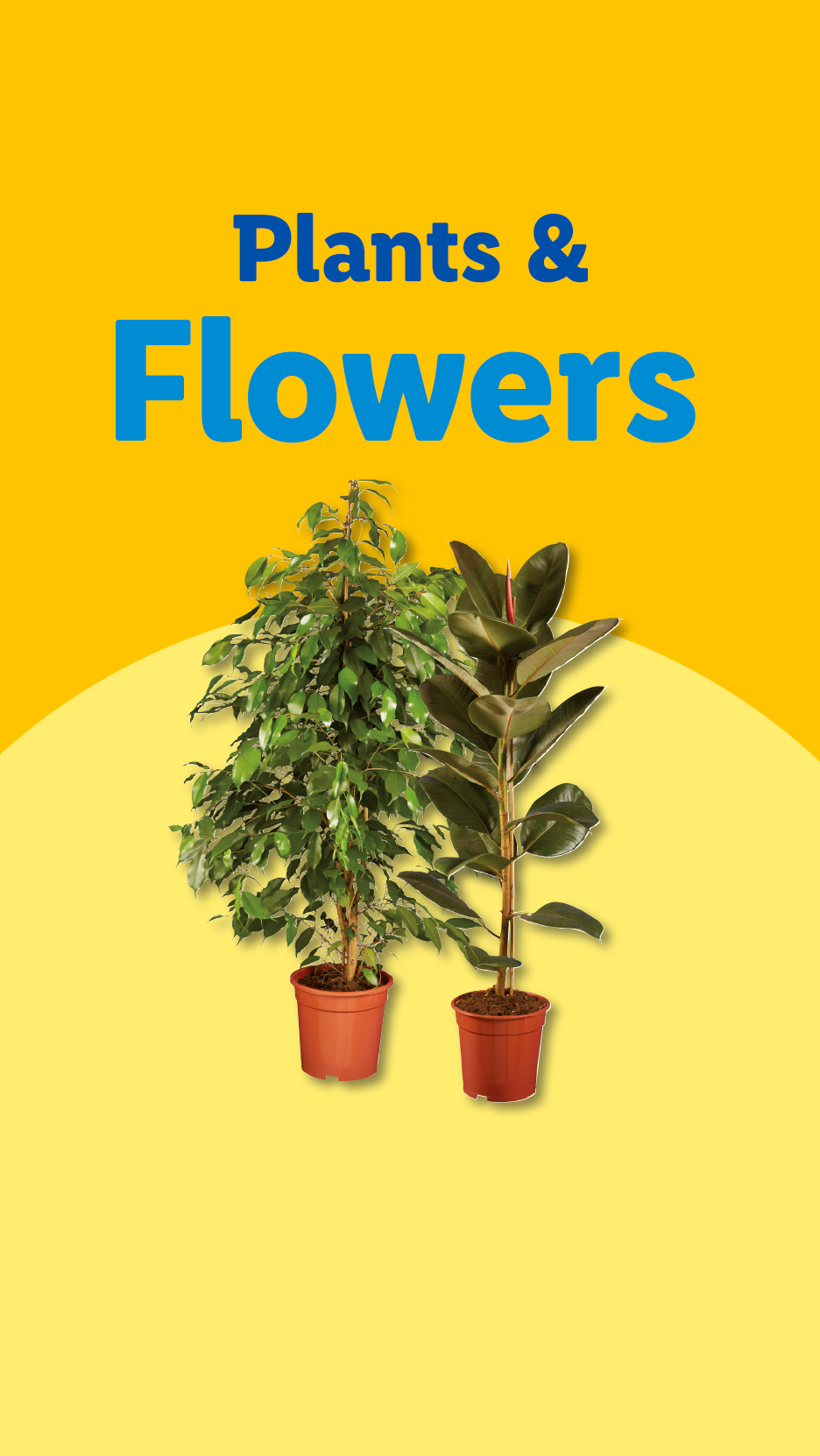 Two potted plants, a Ficus benjamina and a rubber plant, with text 'Plants & Flowers'.