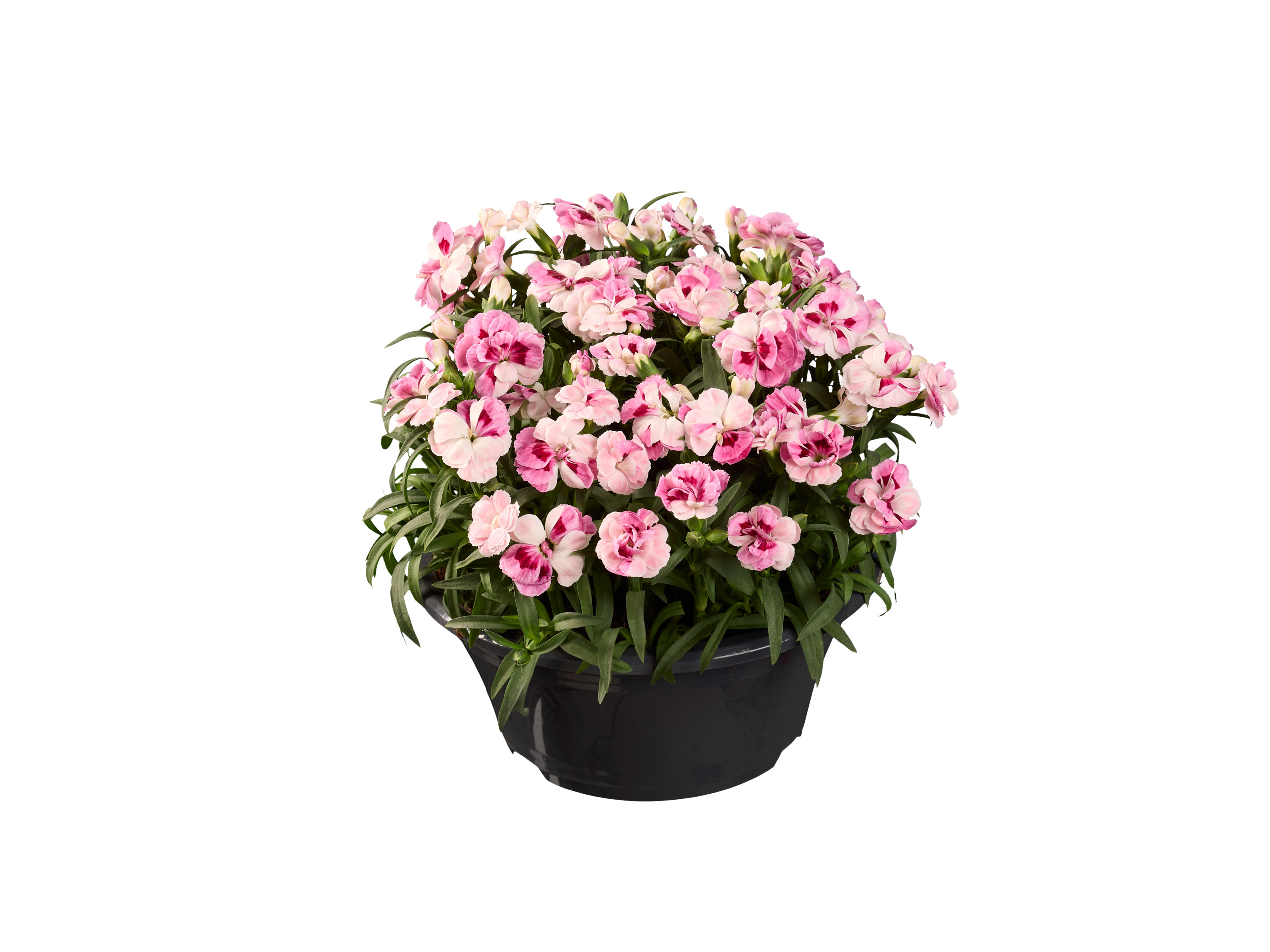A pot of pink and white dianthus flowers.